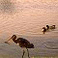 Picture for song 'River Dawn' by artist 'Brandy of the Damned'