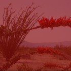 Picture for song 'Thallium' by artist 'Cattleprod'