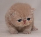Picture for song '*MEOW* Jrum/Mecca - Gimmie That Kitty - $0.99 Demo' by artist 'CHRiS MECCA'