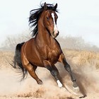 Picture for song 'Alexandrias Quest' by artist 'Darrens Band'