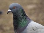 Picture for song 'Pigeon Spit' by artist 'DJ Happy Lucky Golden Dragon'