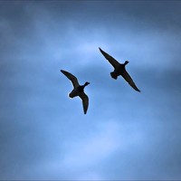 Picture for song 'Un Monde Meilleur' by artist 'FifthBeat'