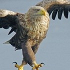 Picture for song 'hot sh**' by artist 'filthy germs'