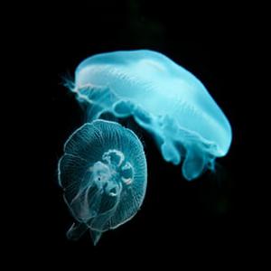 Picture for song 'Deep Dark Sea (But 1 Get 5 Free)' by artist 'HappyFace'