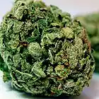 Picture for song 'Shwag weed (Tag)' by artist 'LEGACEYBEATS'