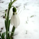 Picture for song 'The Quickening' by artist 'Lyle Music'