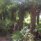 Picture for song ''Enchanted Forest' /W JamKar and rittmo' by artist 'Nadia Cripps'