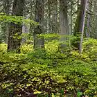 Picture for song 'In the Grove of My Song' by artist 'Paul Hendon'