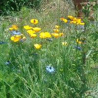 Picture for song 'Grieg Til Varen To Spring Op.43 No 6' by artist 'Peter Aberle'