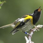 Picture for song 'HIHI_salade' by artist 'snot'
