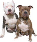 Picture for song '- jimmy c certified vocals.mp3' by artist 'TWIN DAWG PRODUCTION'