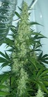 Picture for song 'SMOKIN' ALL NITE.mp3' by artist 'WONDER509'