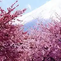 Picture for song 'MY SAKURA (Cherry Blossom - Koto Jazz), ChrisKenj' by artist 'Koto Jazz'