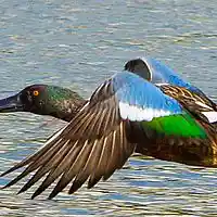 Picture for song 'Close The Distance' by artist 'Leonard Scaper'