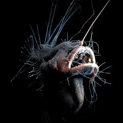 Picture for song 'THIRTYgrit - Creature.mp3' by artist 'THIRTYgrit'