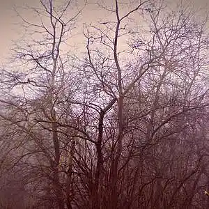 Picture for song 'LIGHT' by artist 'OSTEN ZVUK'