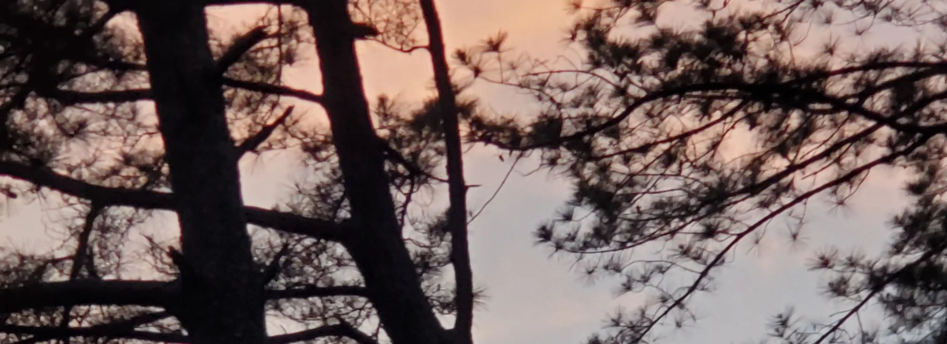 cover pic