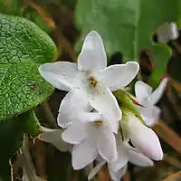 Picture for song 'Melody' by artist 'Joe Zaccardi'