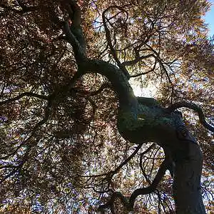 Picture for song 'Jungle (Instrumental)' by artist 'Justin Dunham Music'