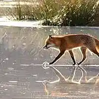 Picture for song 'Fox On The Ice' by artist 'Leonard Scaper'
