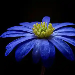 Picture for song 'Blue (Acapella feat. Clare Steffen)' by artist 'Round The Globe'