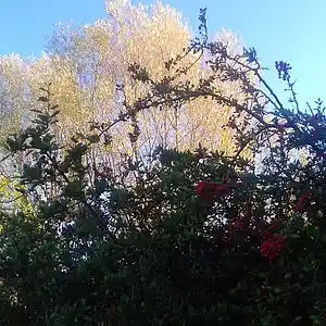 Picture for song 'So scared' by artist 'glass cage'