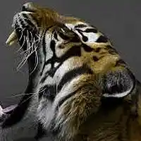 Picture for song 'Animal (Free download)' by artist 'Last Phase Productions'