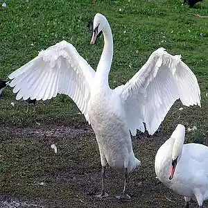 Picture for song '[ FREE DOWNLOAD] --- WINGS' by artist 'DNA DUO Beats'