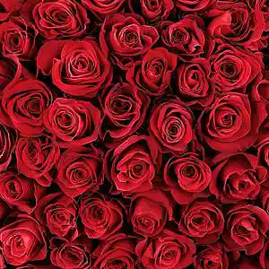 Picture for song 'Roses' by artist 'OkAlex'