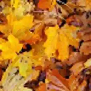 Picture for song 'THE AUTUMN DREAM' by artist 'ALEXIS PATRICK'
