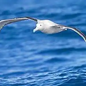Picture for song 'Flight of the Albatross' by artist 'Superbron'