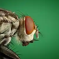 Picture for song 'Polkas' by artist 'Ignacio Alfaye'