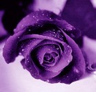Picture for song 'You Are My Dream Official Inst' by artist 'Kyd Beatz'