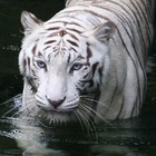 Picture for song 'Under Stress' by artist 'MIDWEST HUSTLAZ'