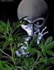 Picture for song 'G-7 High - Prod. by N-8 T' by artist 'N8T1V3 T.U.N.G.'