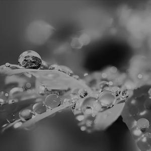 Picture for song 'Dew 80 bpm G# Minor' by artist 'Orko Beats'