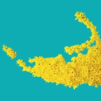 Picture for song 'Yellow Flowers Of Nantucket: The Short List' by artist 'paul gorman and the hypnotist collectors'