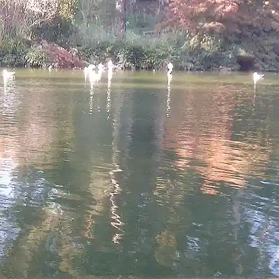 Picture for song 'REFLECTION IN A PUDDLE.' by artist 'Paul Iorio'