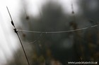 Picture for song 'Subradial - Bioloophorm Part 4 (excerpt)' by artist 'Subradial'
