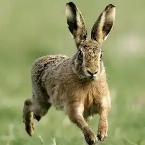 Picture for song 'A Wild Hair' by artist 'Chris Baker'