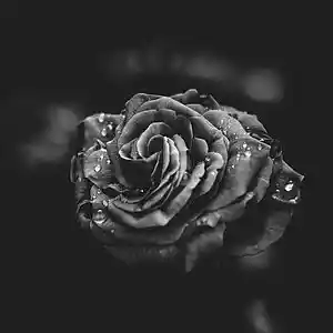 Picture for song 'Race for love | Lil Skies | Young Pinch type beat' by artist 'Justin Prada'