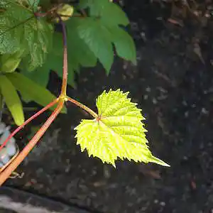 Picture for song 'Tenuous Hold' by artist 'Leonard Scaper'