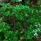 Picture for song 'Rollin' by artist 'Mira's Musiclab'