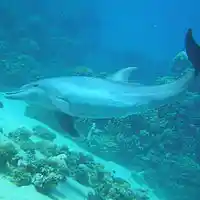 Picture for song 'Flying' by artist 'Thin Men'