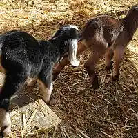 Picture for song 'A Goaty Day' by artist 'The Song Whisperer'