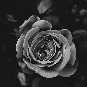 Picture for song 'Beautifull - GorpBeats' by artist 'GorpBeats'