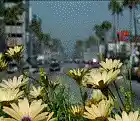 Picture for song 'mr blue chicano rap' by artist '408.SOE.209'
