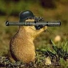 Picture for song 'Squirrel' by artist 'Bats of The South West'