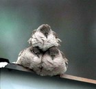 Picture for song 'Birds Of A Feather (Produced By CeddyCrocker)' by artist 'CeddyCrocker'