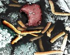 Picture for song 'Biological War Machine' by artist 'Goethia Orator'